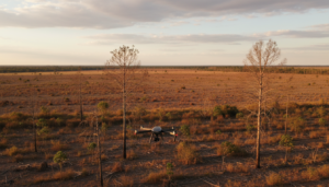Drone monitorando áreas agrícolas abandonadas no Cerrado brasileiro, com foco em antigas plantações de eucalipto.